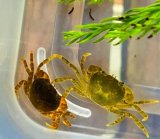 サワガニ　（ベビー）