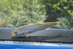 画像3: ウグイ　（約5〜6cm）　兵庫日本海側産　３匹セット