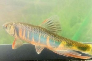 画像1: オイカワ　（大：婚姻色）　兵庫産　１ペア