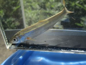 画像4: ウグイ　（約5〜6cm）　兵庫日本海側産　３匹セット