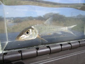 画像2: コウライニゴイ　（約12cm） 　徳島産