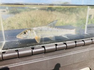 画像4: コウライニゴイ　（約12cm） 　徳島産