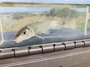 画像3: コウライニゴイ　（約12cm） 　徳島産