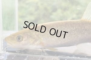 画像2: タカハヤ　（大）　福岡産