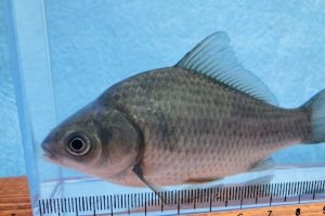 画像4: ヘラブナ　（約8〜9cm）　福岡産