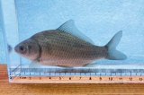 ヘラブナ　（約8〜9cm）　福岡産