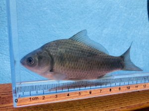 画像2: ヘラブナ　（約8〜9cm）　福岡産