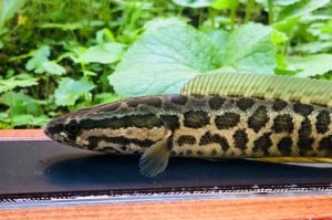 画像2: カムルチー 　（雷魚：約13~14cm）