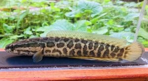 画像1: カムルチー 　（雷魚：約13~14cm）