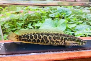 画像3: カムルチー 　（雷魚：約13~14cm）