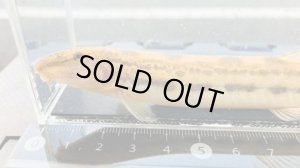 画像2: オオシマドジョウ　（巨大）　兵庫産