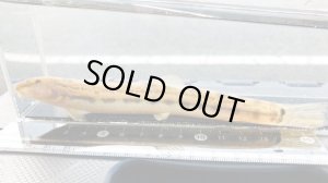 画像1: オオシマドジョウ　（巨大）　兵庫産