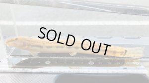 画像3: オオシマドジョウ　（巨大）　兵庫産