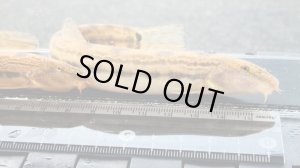 画像5: オオシマドジョウ　（巨大）　兵庫産