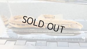 画像4: オオシマドジョウ　（巨大）　兵庫産