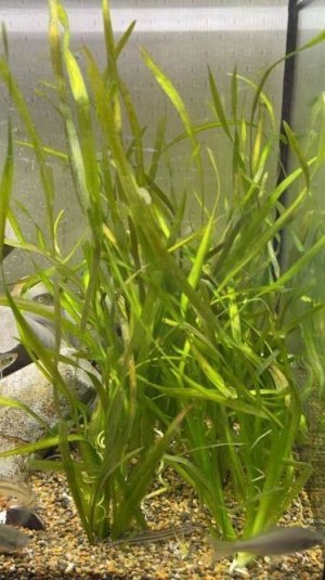 画像2: バリスネリア　（セキショウモ）　４株