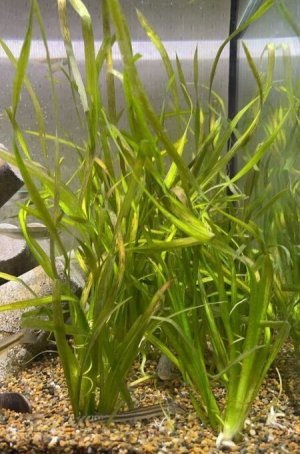 画像1: バリスネリア　（セキショウモ）　４株