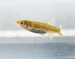 画像2: タカハヤ　（約3〜5cm）　愛媛産　２匹