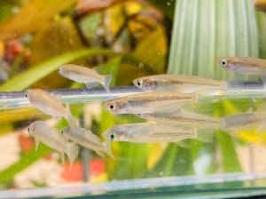 画像2: ミナミメダカ　香川産　２０匹セット