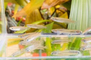 画像1: ミナミメダカ　香川産　２０匹セット