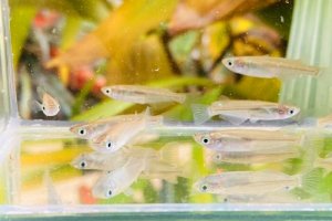 画像3: ミナミメダカ　香川産　２０匹セット