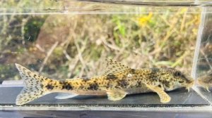 画像4: カマツカ　（大）　福岡産