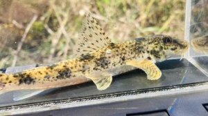 画像3: カマツカ　（大）　福岡産