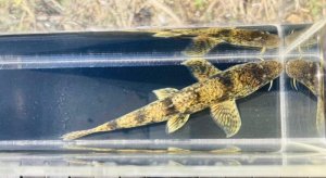 画像2: カマツカ　（大）　福岡産