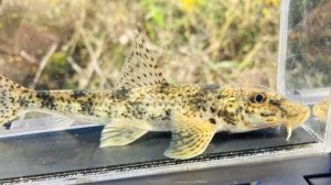 画像5: カマツカ　（大）　福岡産