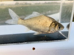 画像2: ヘラブナ　（約10〜11cm）　三重産