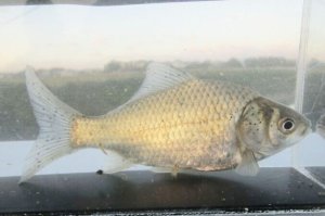 画像4: ヘラブナ　（約10〜11cm）　三重産