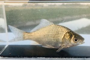 画像1: ヘラブナ　（約10〜11cm）　三重産