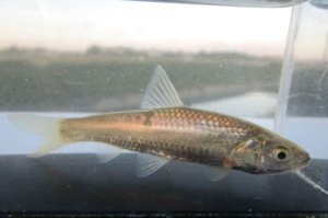 画像4: タモロコ　（やや大）　福岡産