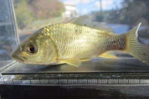 画像4: コイ　（約11cm）　福岡産