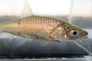 画像3: タモロコ　（やや大）　福岡産