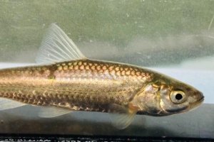 画像2: タモロコ　（やや大）　福岡産