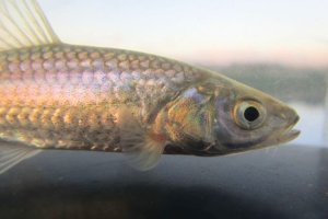 画像5: タモロコ　（やや大）　福岡産