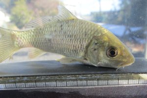 画像2: コイ　（約11cm）　福岡産