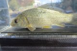 コイ　（約11cm）　福岡産