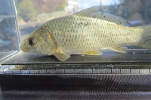 画像1: コイ　（約11cm）　福岡産