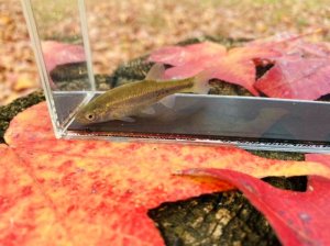 画像7: ヤチウグイ　（仔）　３匹