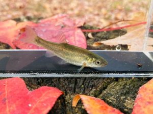 画像6: ヤチウグイ　（仔）　３匹