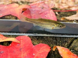 画像8: ヤチウグイ　（仔）　３匹