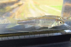 画像2: オイカワ　（中）　徳島産　２匹
