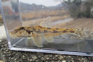 画像1: カマツカ　（約6〜7cm）　兵庫産　３匹セット