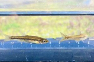 画像1: アブラハヤ　（小）　琵琶湖水系産　３匹セット