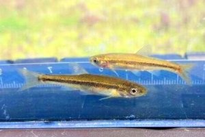 画像2: アブラハヤ　（小）　琵琶湖水系産　３匹セット