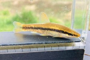 画像6: ムギツク　（約4〜5cm）　兵庫産　３匹セット