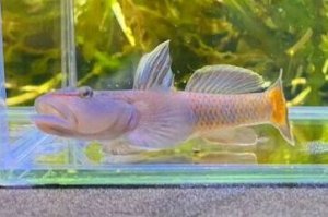 画像1: オウミヨシノボリ　（トウヨシノボリ：大）　琵琶湖水系産　♂♂♂３匹セット