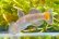 画像7: オウミヨシノボリ　（トウヨシノボリ：大）　琵琶湖水系産　♂♂♂３匹セット